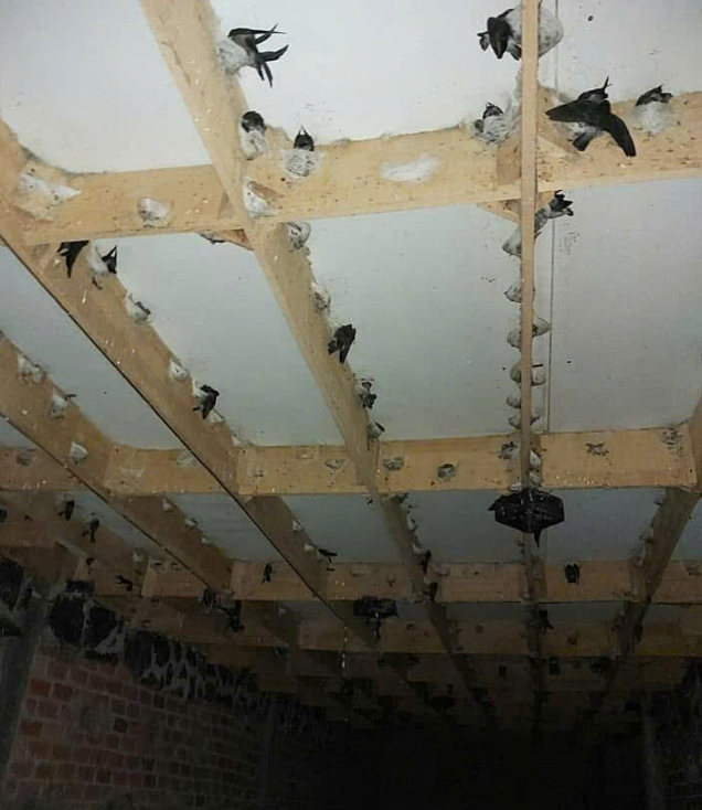 Thu Hoạch Thủ Công